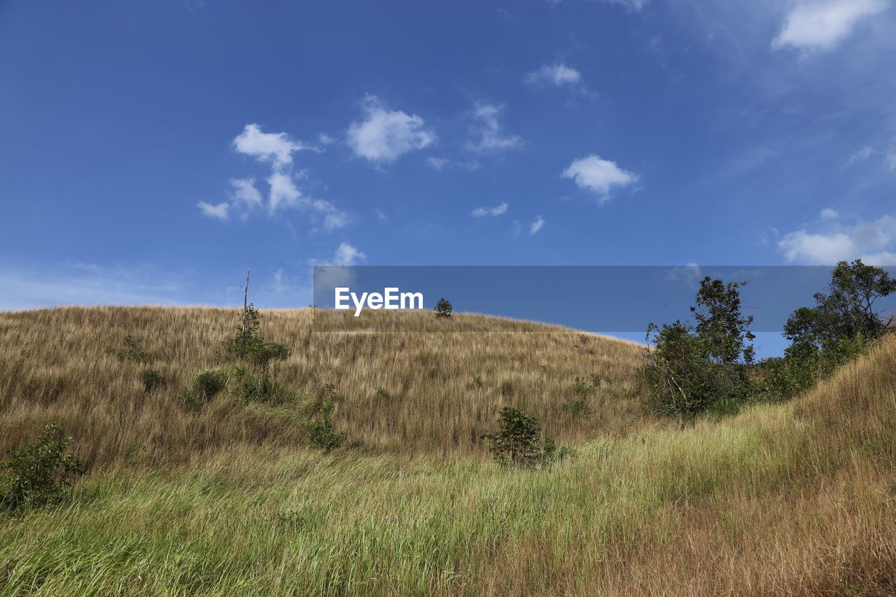 sky, plant, grass, landscape, prairie, grassland, environment, natural environment, land, nature, hill, cloud, wilderness, scenics - nature, steppe, blue, beauty in nature, meadow, field, plain, non-urban scene, rural area, tree, outdoors, tranquility, day, no people, savanna, horizon, tranquil scene, plateau, animal wildlife, rural scene, travel, pasture, remote, horizon over land, animal, travel destinations, tourism, ridge, animal themes