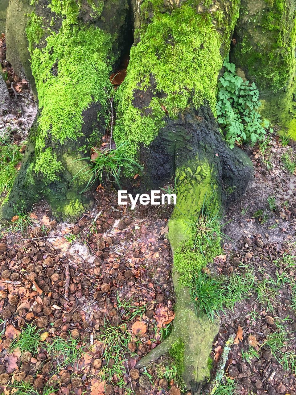 HIGH ANGLE VIEW OF TREE TRUNK AMIDST PLANTS IN FOREST