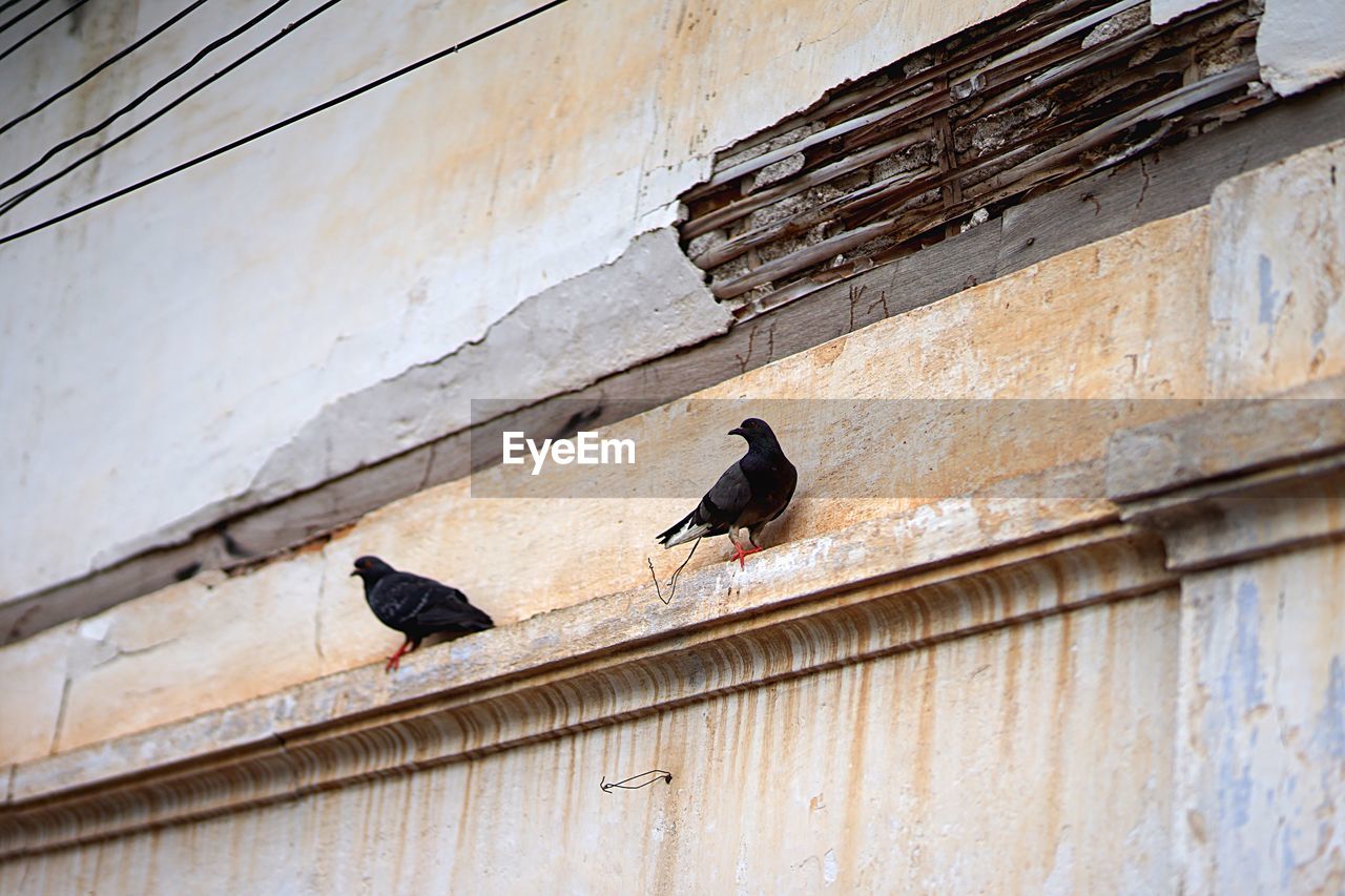 Low angle view of pigeons perching on wall