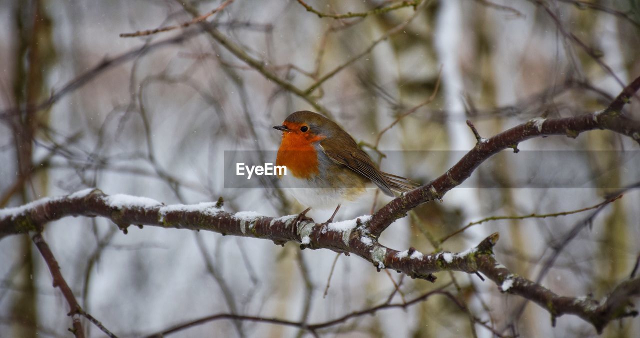 CLOSE-UP OF BIRD PERCHING ON BARE TREE