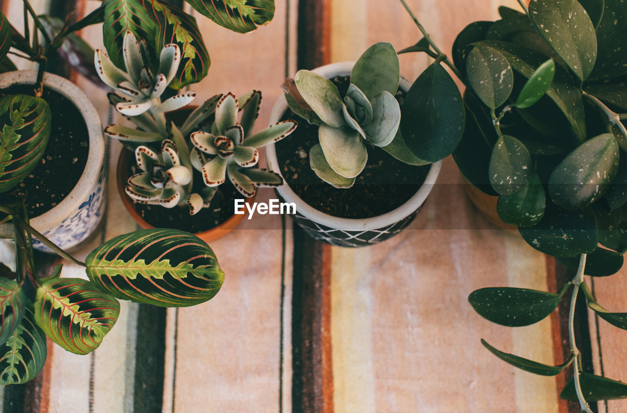 CLOSE-UP OF POTTED PLANT