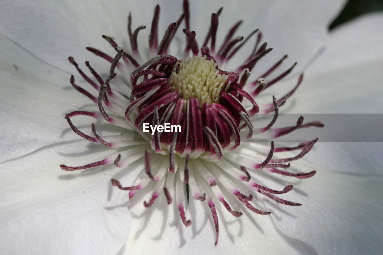 CLOSE-UP OF FLOWERS BLOOMING