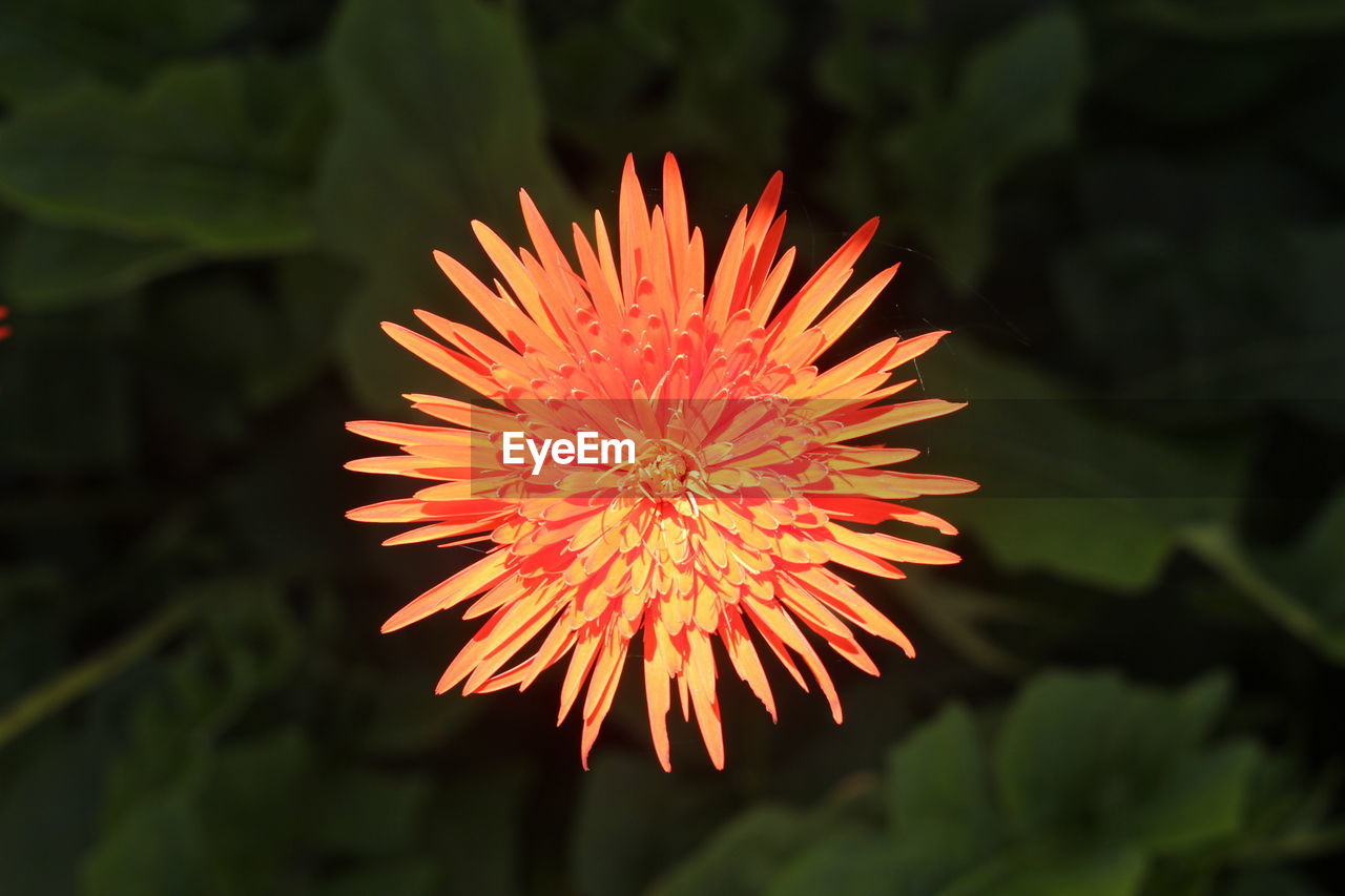 CLOSE-UP OF FLOWER BLOOMING