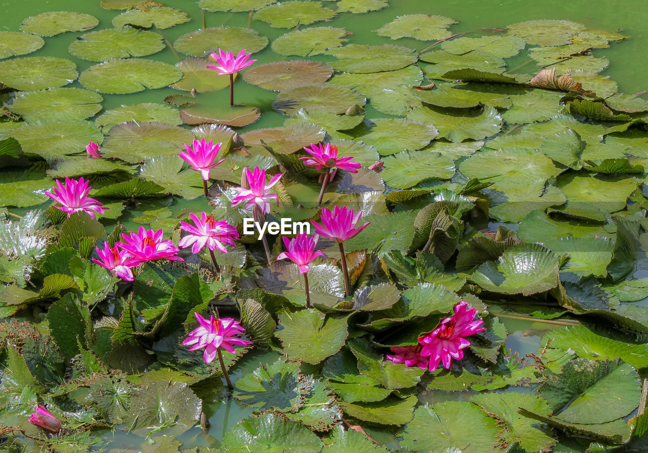 Lotus flowers Flowers,Plants & Garden Flowers Flower Flowers 🌸🌸🌸 Flowers, Nature And Beauty Flowers In My Garden Flowers :) Flowers Of EyeEm Nature Nature Photography Nature_collection Naturelovers Garden Garden Photography Gardening Garden Flowers Lake Lake View Aquatic Aquatic Plants Lotus Lotus Flower Beauty In Nature Beauty Of Nature