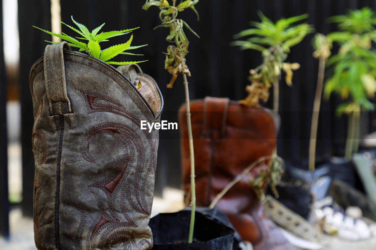 CLOSE-UP OF POTTED PLANT AGAINST METAL