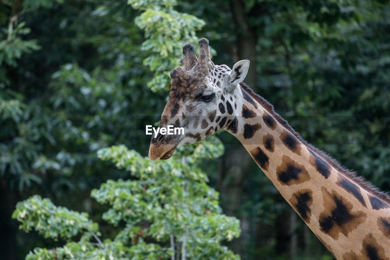 Close-up of giraffe against trees