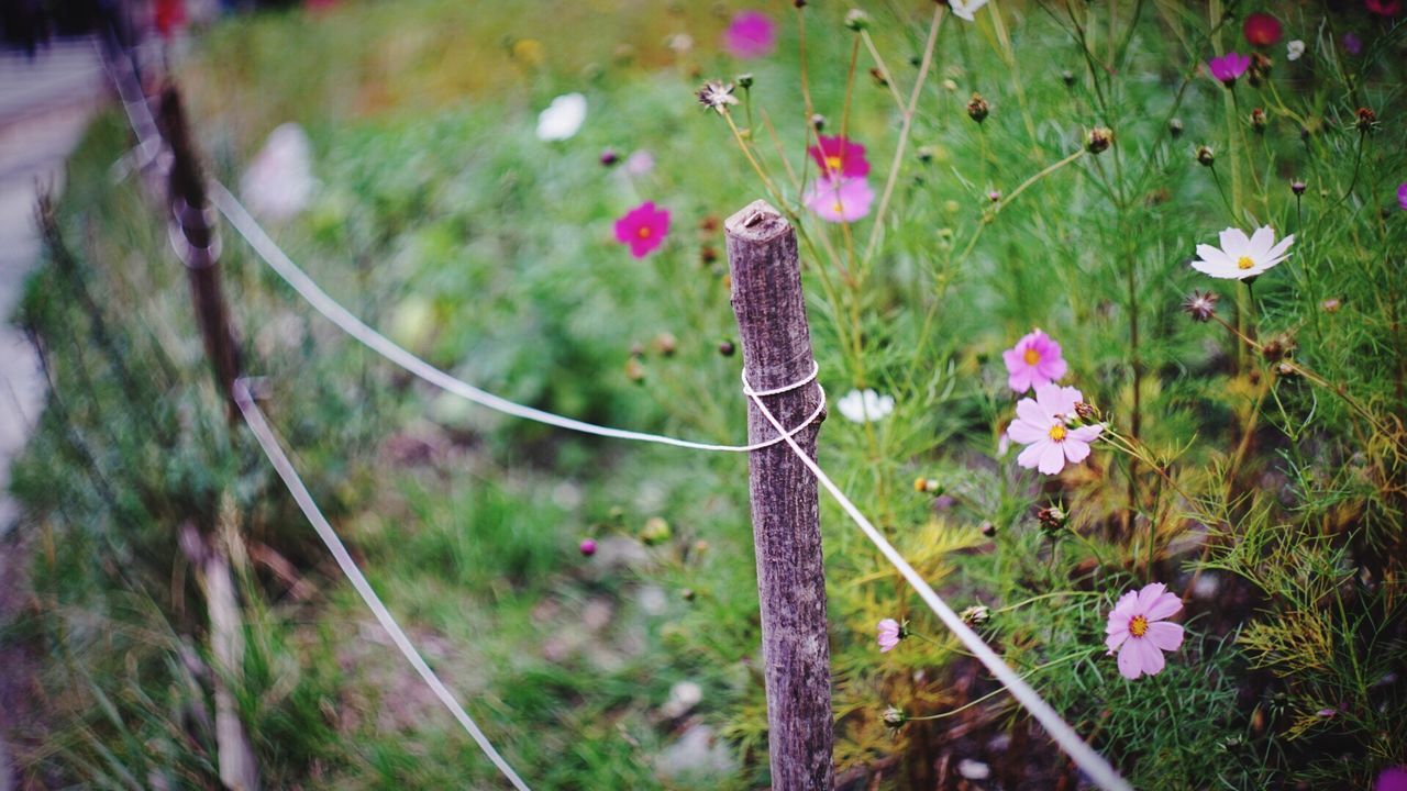 Pink flowers in field
