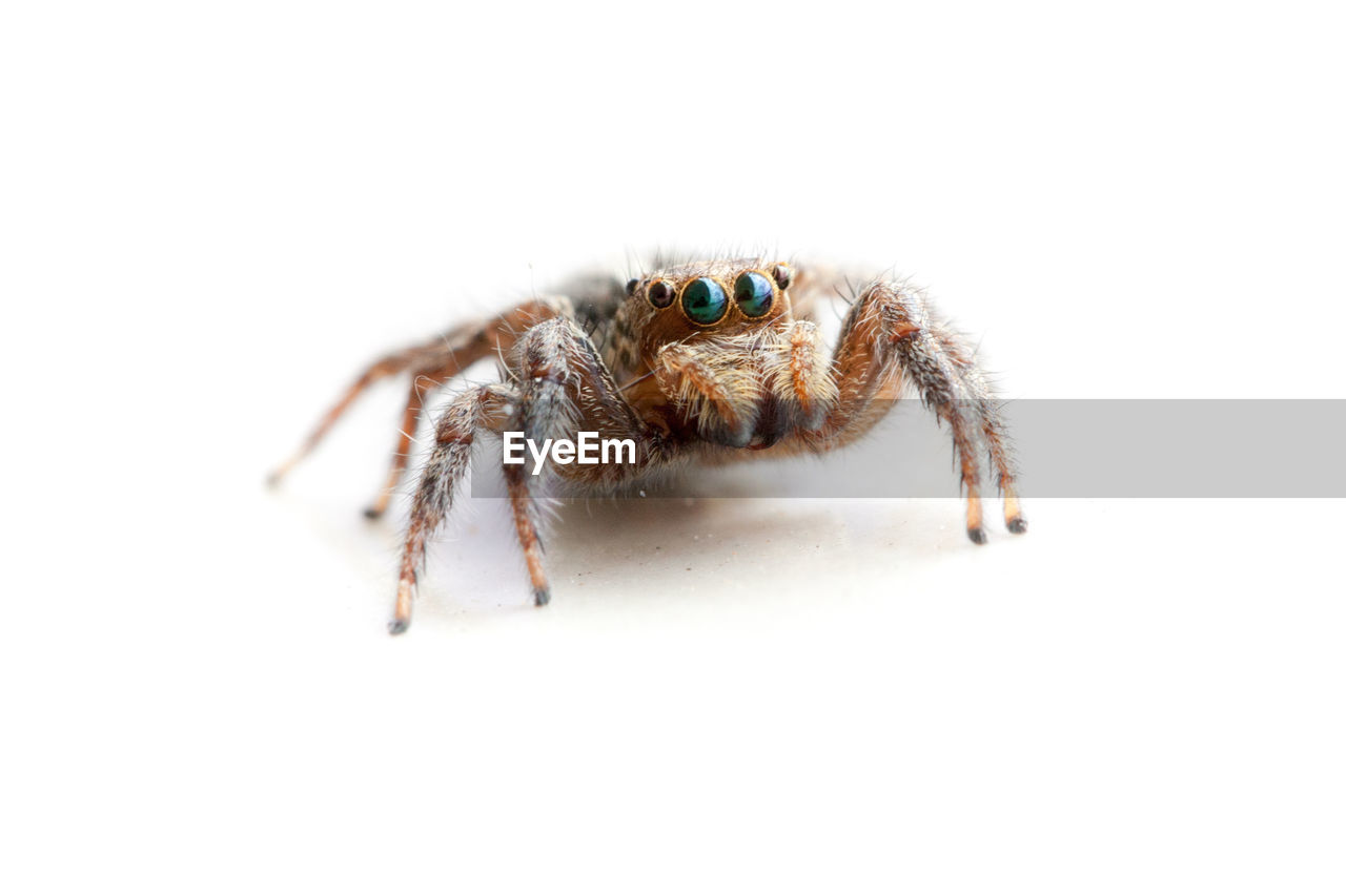 CLOSE-UP OF SPIDER AND WHITE BACKGROUND