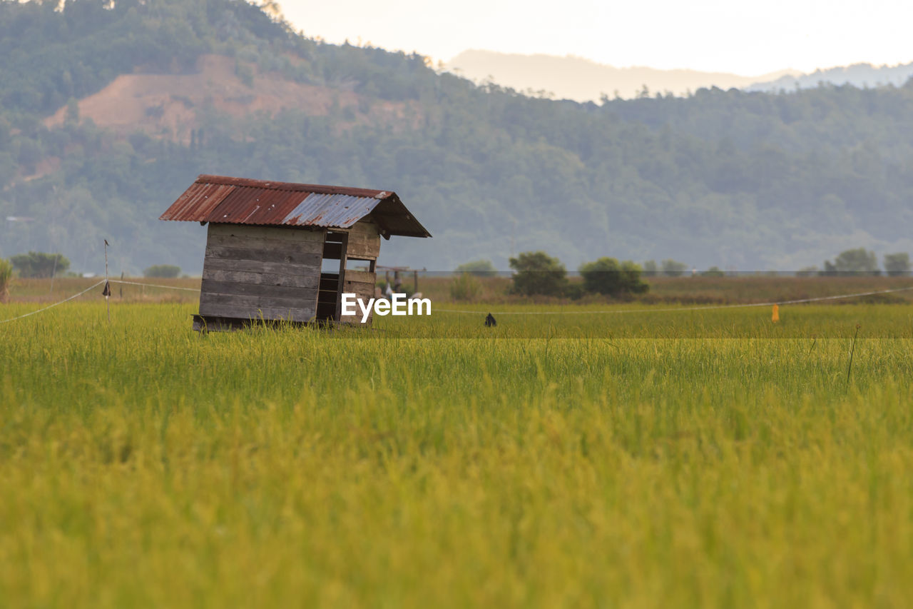 Scenic view of agricultural field