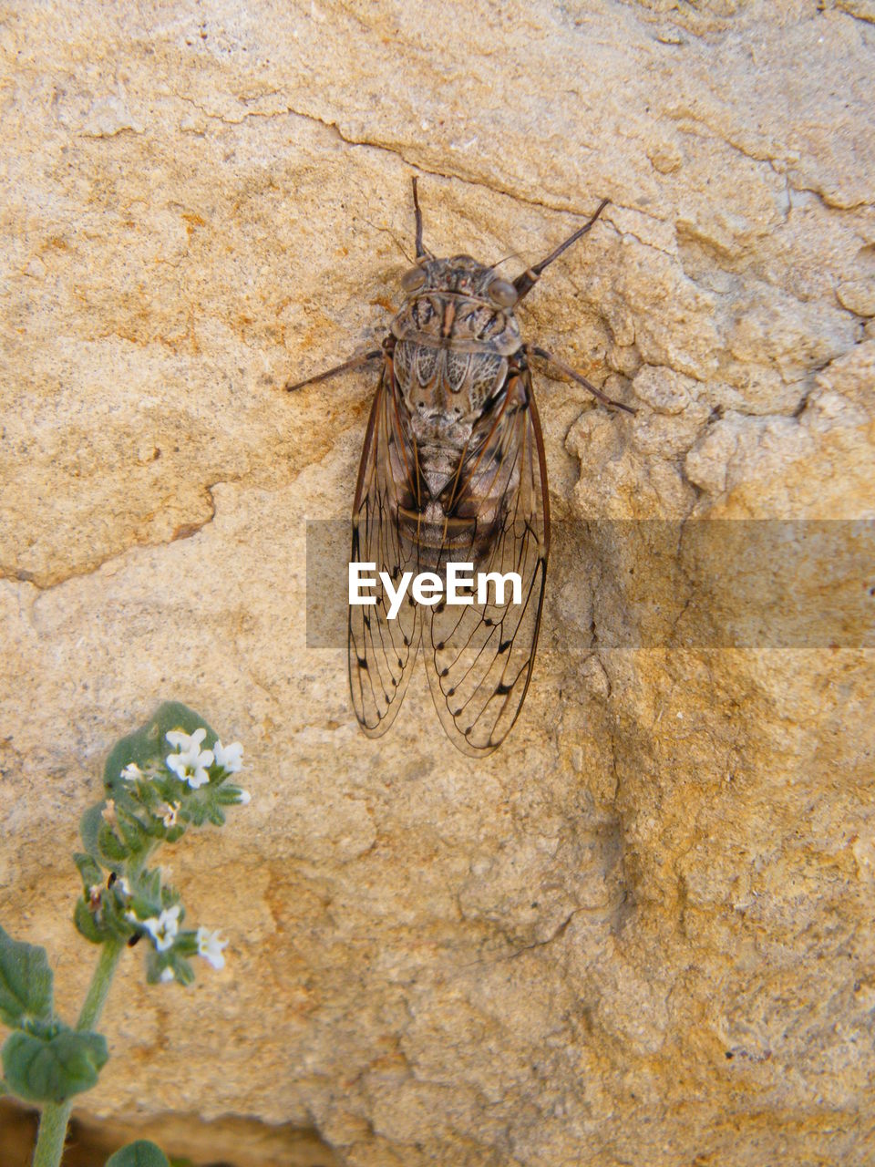 Close-up of insect on rock