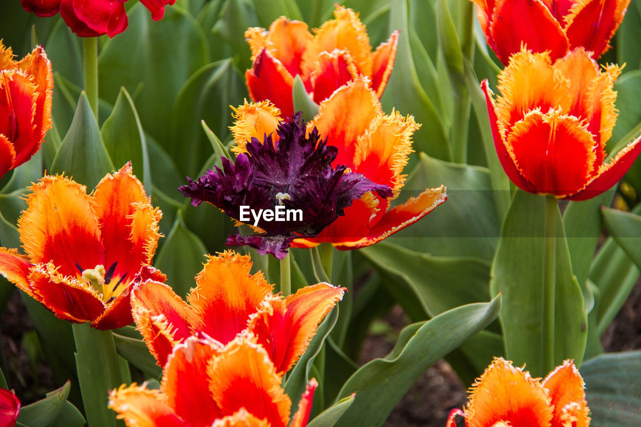 CLOSE-UP OF BUTTERFLY ON ORANGE FLOWERING PLANTS