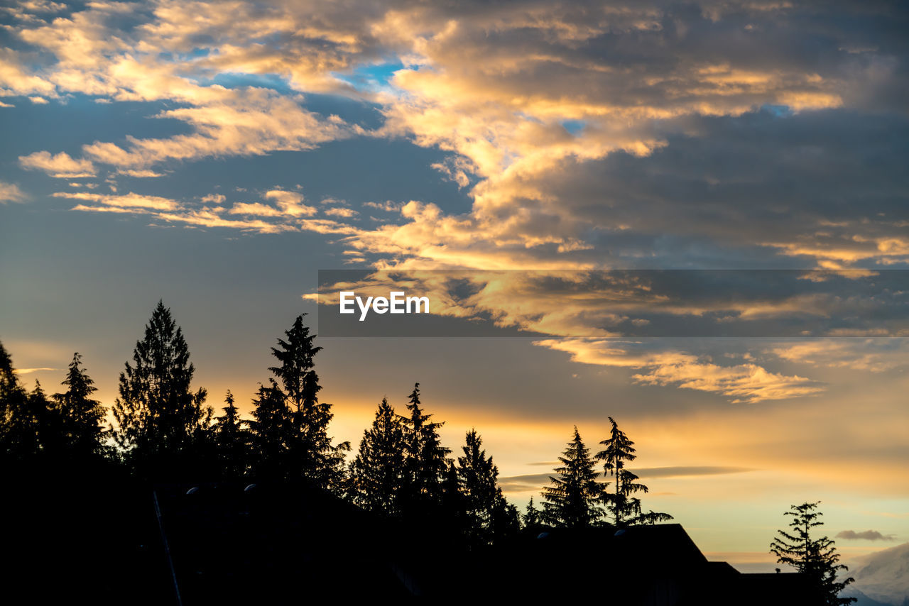 LOW ANGLE VIEW OF SILHOUETTE TREES AGAINST SKY