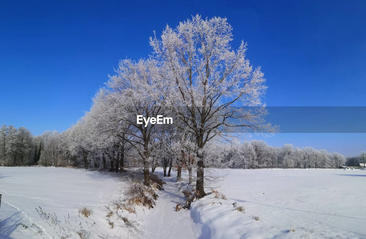 Trees on snow covered field against blue sky