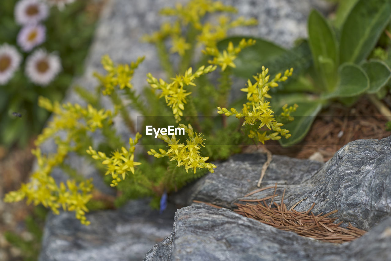 HIGH ANGLE VIEW OF LICHEN ON ROCK