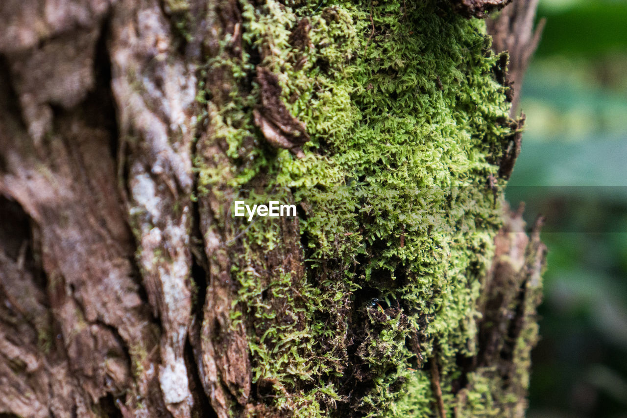 Close-up of moss growing on tree trunk