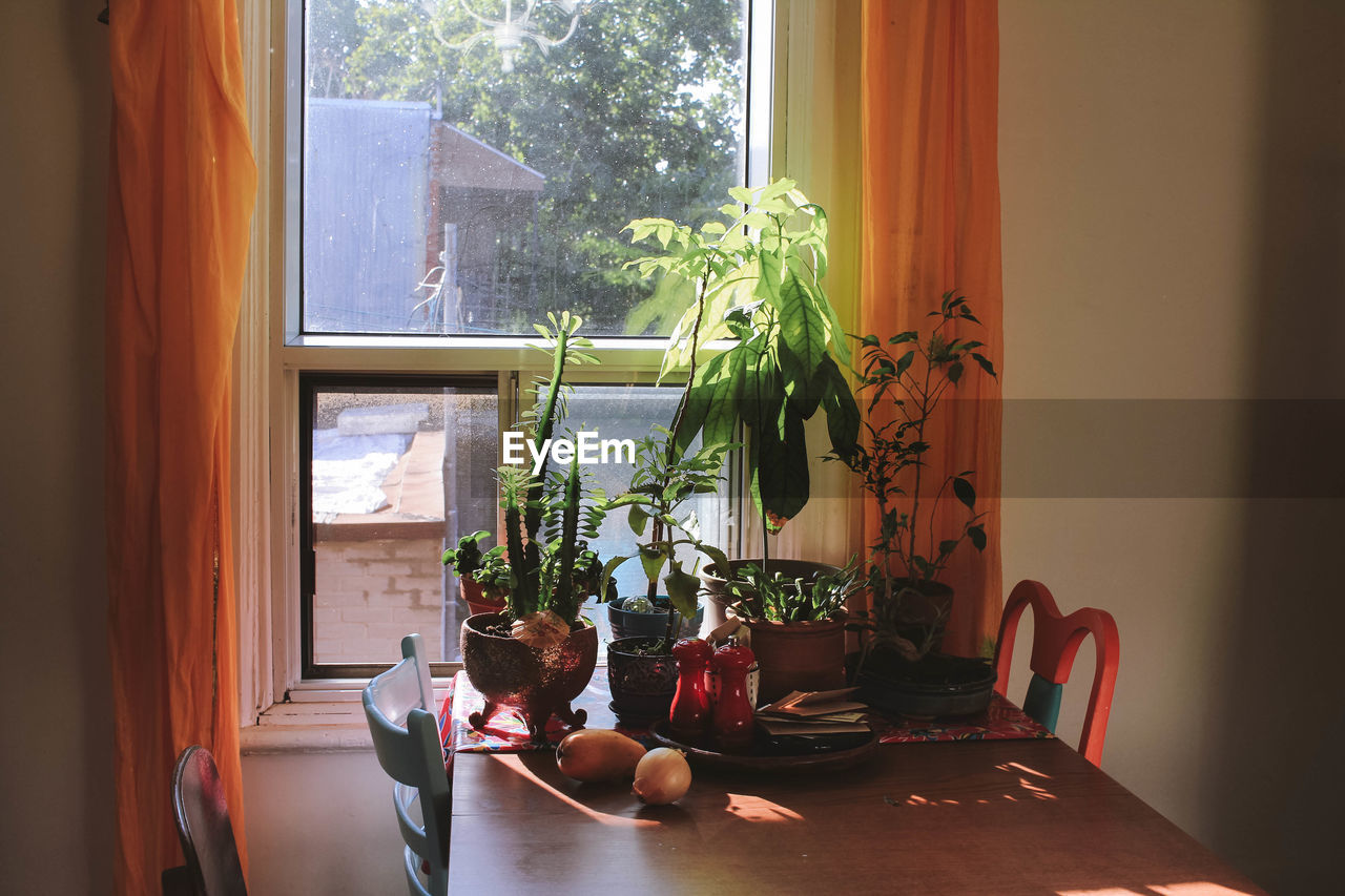 POTTED PLANT ON TABLE BY WINDOW