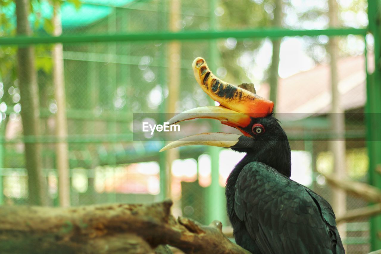 Close-up of bird perching in cage