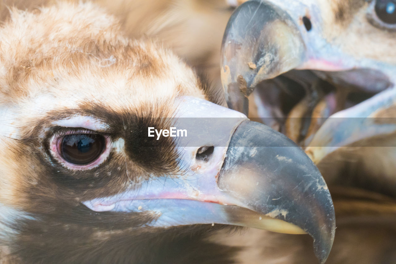 CLOSE-UP PORTRAIT OF A BIRDS