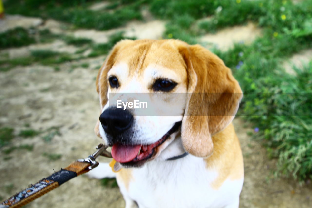 CLOSE-UP OF DOG LOOKING AT CAMERA