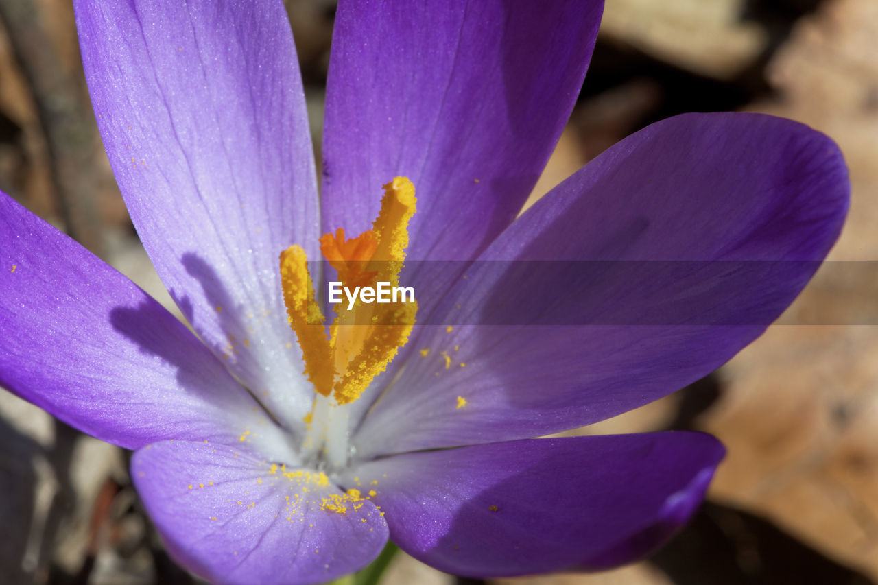 Spring crocus, crocus vernus in the forest, samoborsko gorje, croatia