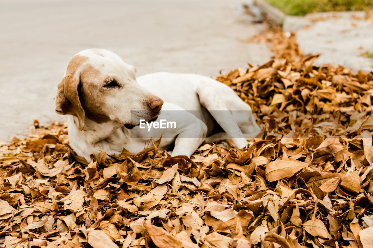 Close-up of dog lying on dry leaves by street