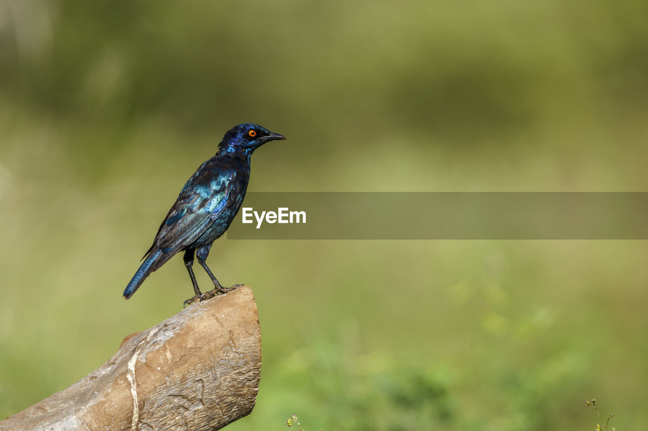 animal themes, animal, animal wildlife, bird, wildlife, one animal, nature, perching, beak, focus on foreground, plant, full length, songbird, no people, beauty in nature, day, outdoors, tree, side view, close-up, branch, black, selective focus, environment, multi colored, wood, copy space, insect, grass