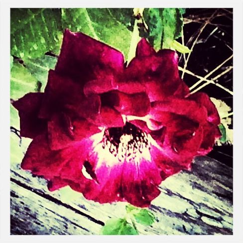 CLOSE-UP OF RED ROSE