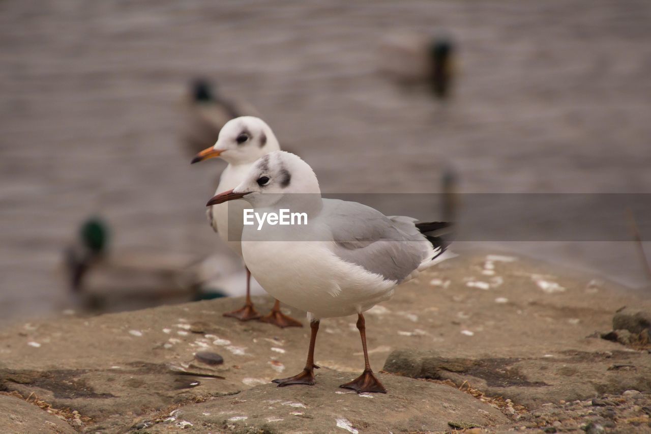 Close-up of seagull perching on beach