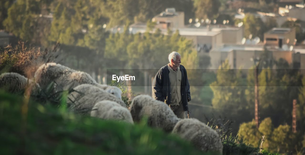 Senior man by flock of sheep on field