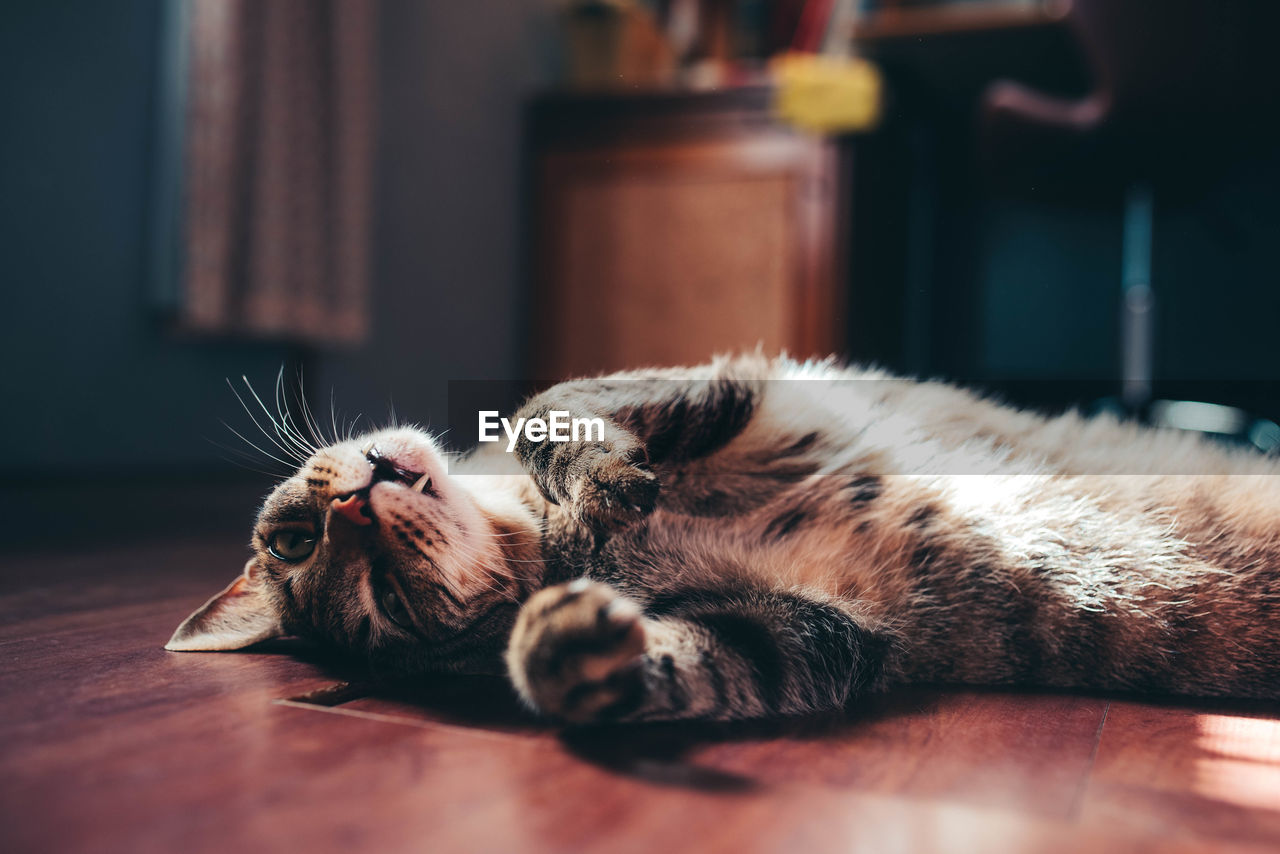 Close-up of cat lying on floor