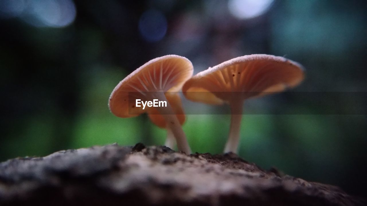 CLOSE-UP OF MUSHROOM GROWING ON ROCKS