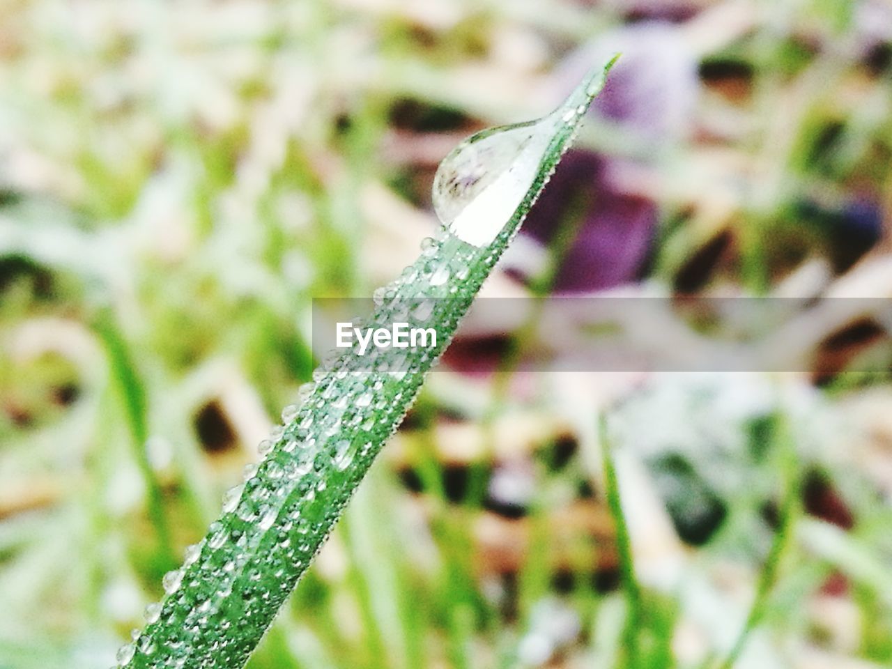 CLOSE-UP OF FRESH GREEN PLANTS