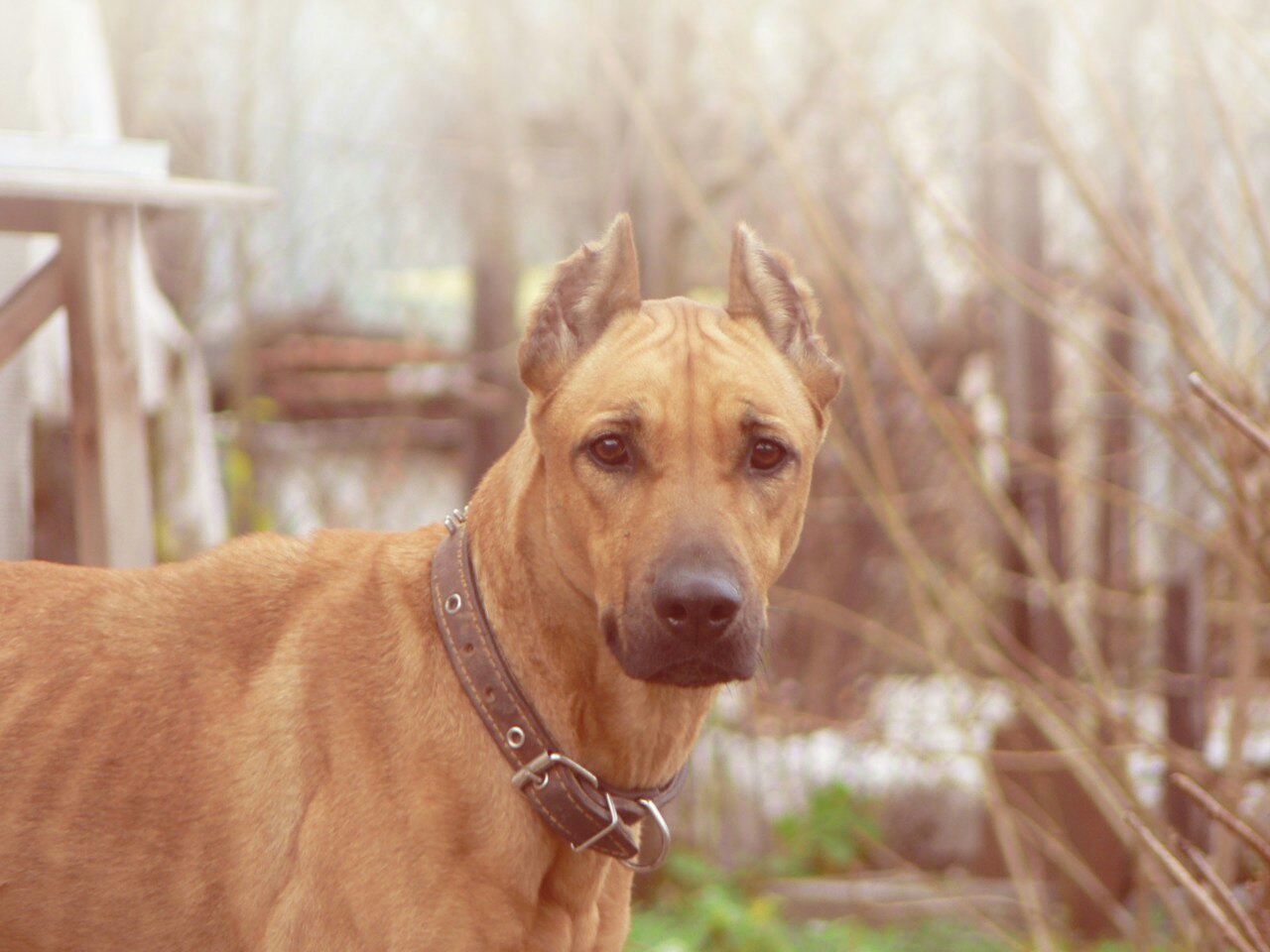 PORTRAIT OF DOG