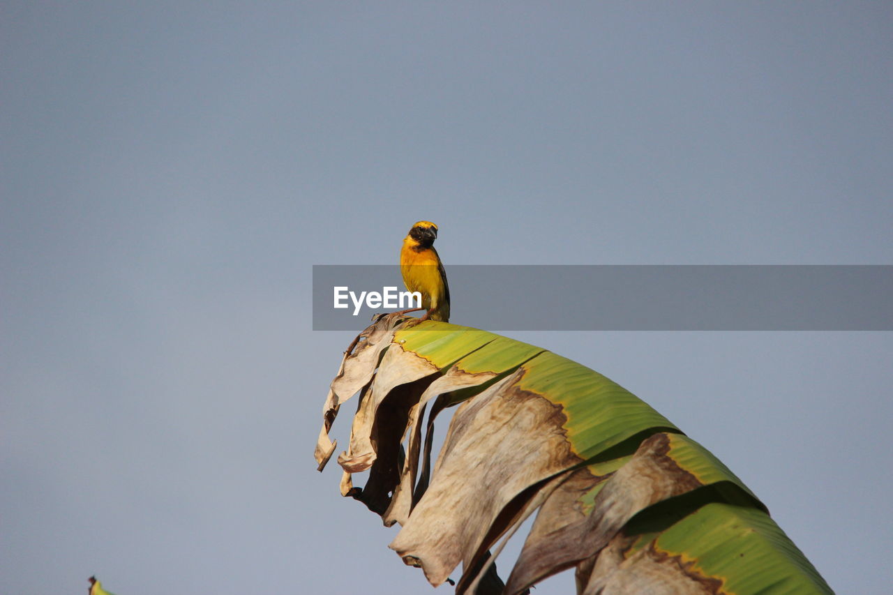 Low angle view of bird perching on a leaf