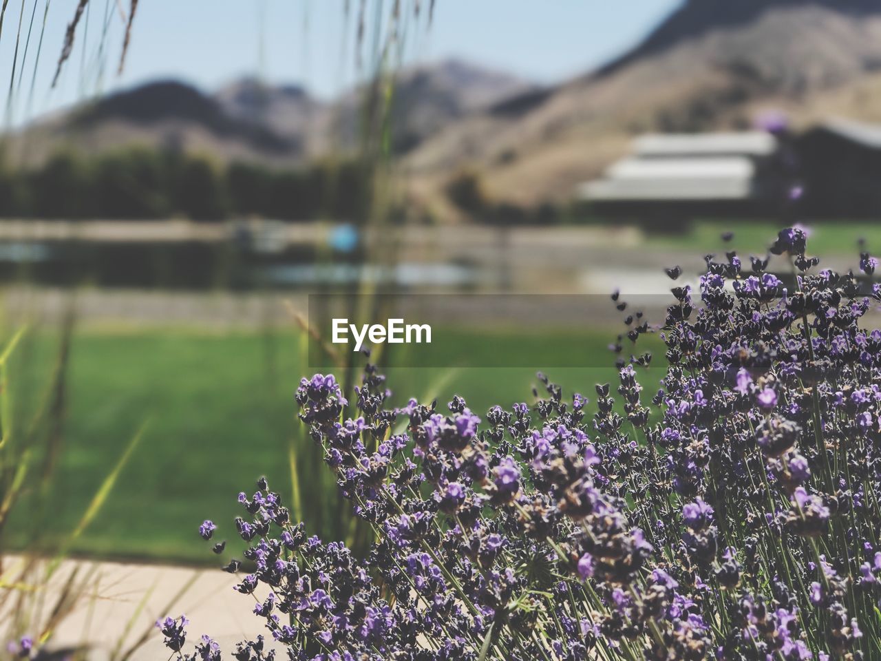 Lavender blooming on field