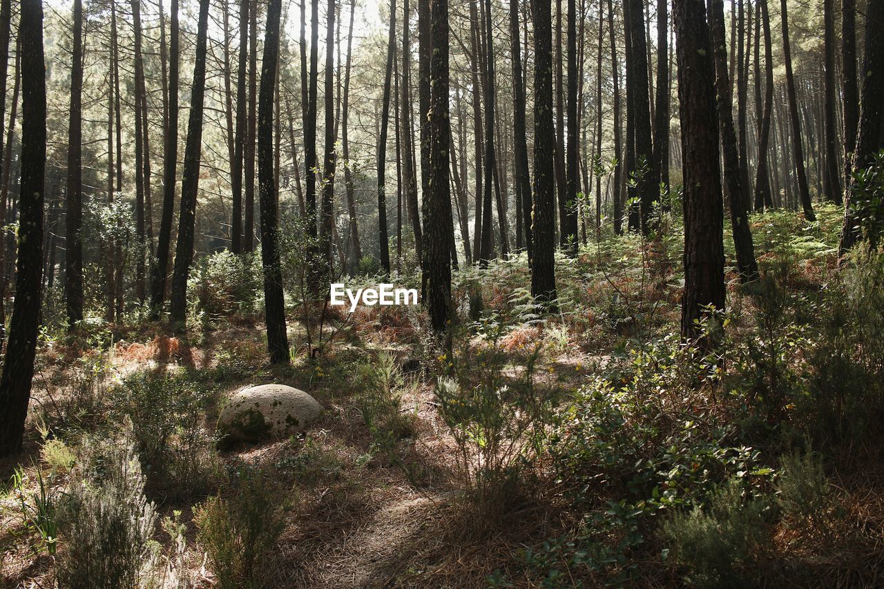 TREES AND PLANTS ON FIELD IN FOREST