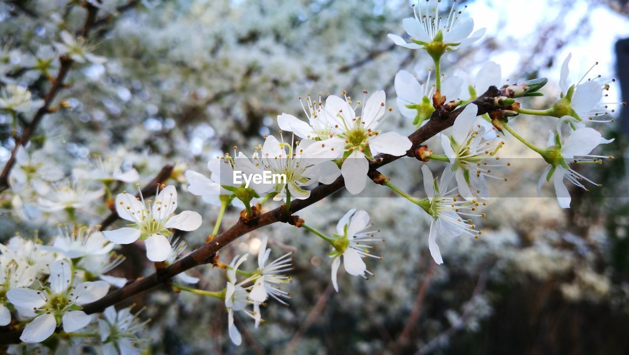 CLOSE-UP OF WHITE CHERRY BLOSSOM ON TWIG