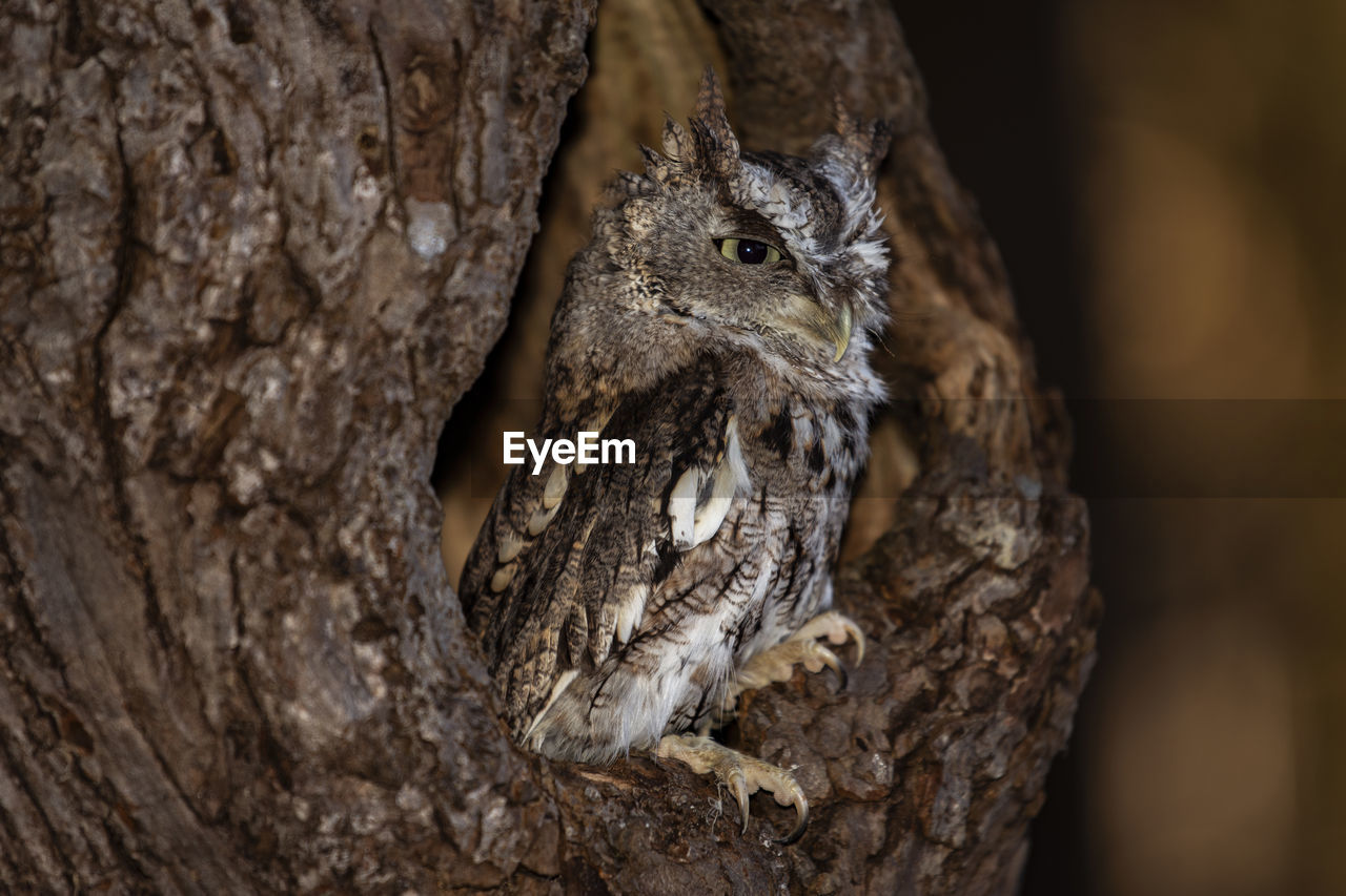 A young trained eastern screech owl, brown morph. scientific name, megascops asio