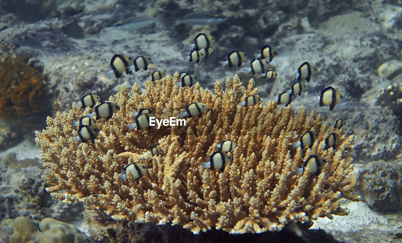 CLOSE-UP OF FISH SWIMMING UNDERWATER