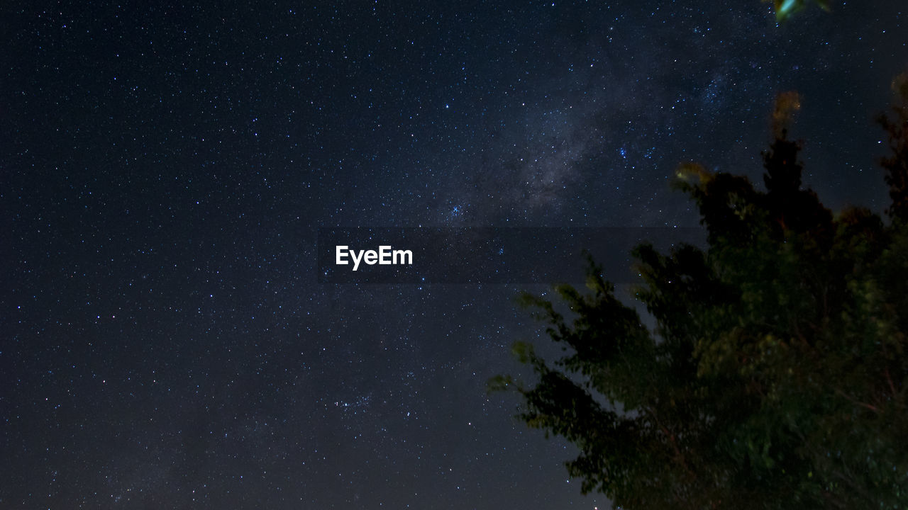 LOW ANGLE VIEW OF TREES AGAINST STAR FIELD