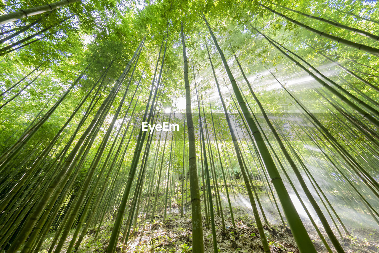 tree, plant, forest, growth, sunlight, land, beauty in nature, low angle view, green, tranquility, bamboo - plant, nature, bamboo grove, bamboo, no people, woodland, branch, tree trunk, day, trunk, vegetation, natural environment, tranquil scene, leaf, scenics - nature, environment, outdoors, backgrounds, non-urban scene, lush foliage, sky, full frame, foliage, plant stem, idyllic, jungle, tropical climate, abundance, rainforest