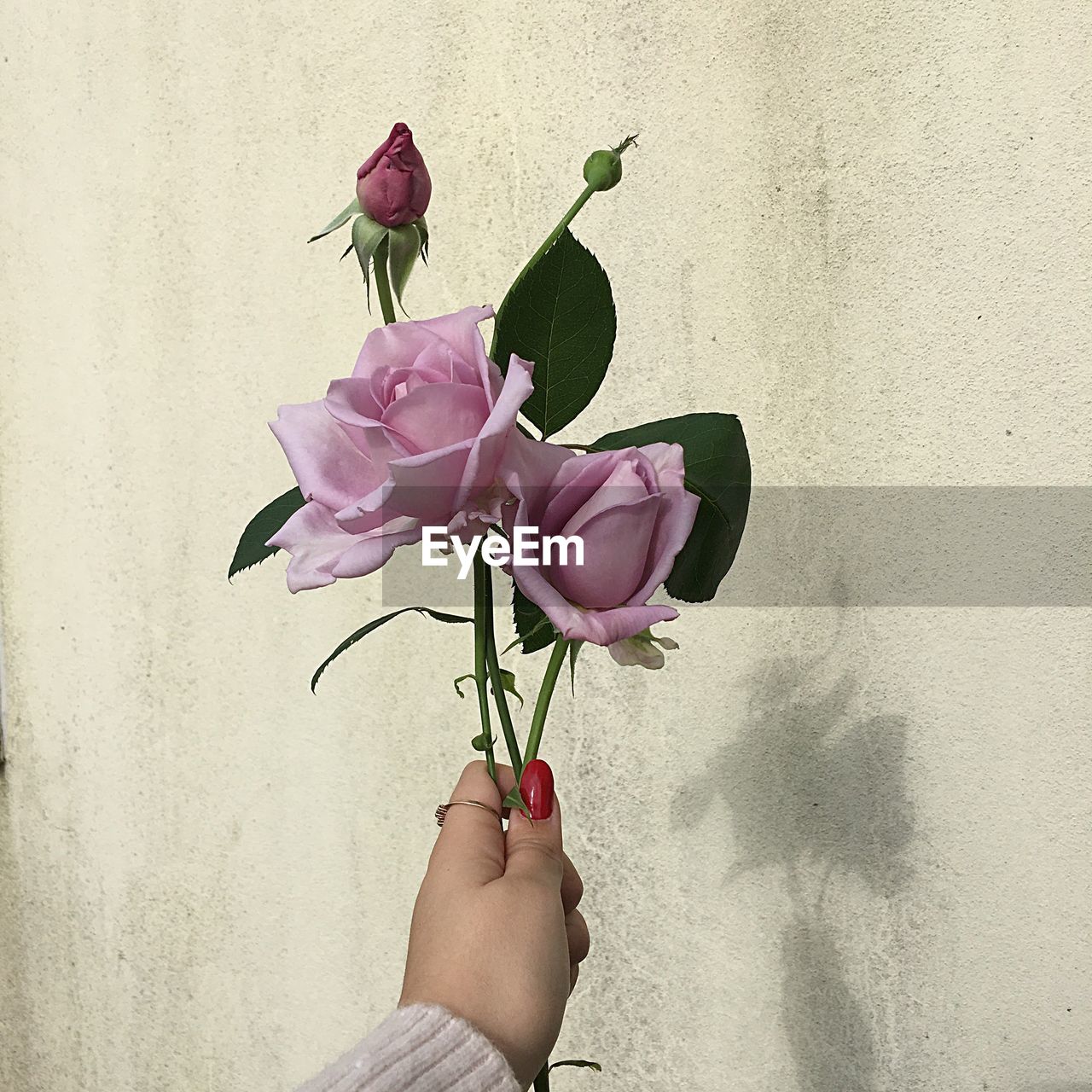 Close-up of woman hand holding pink rose flower against wall