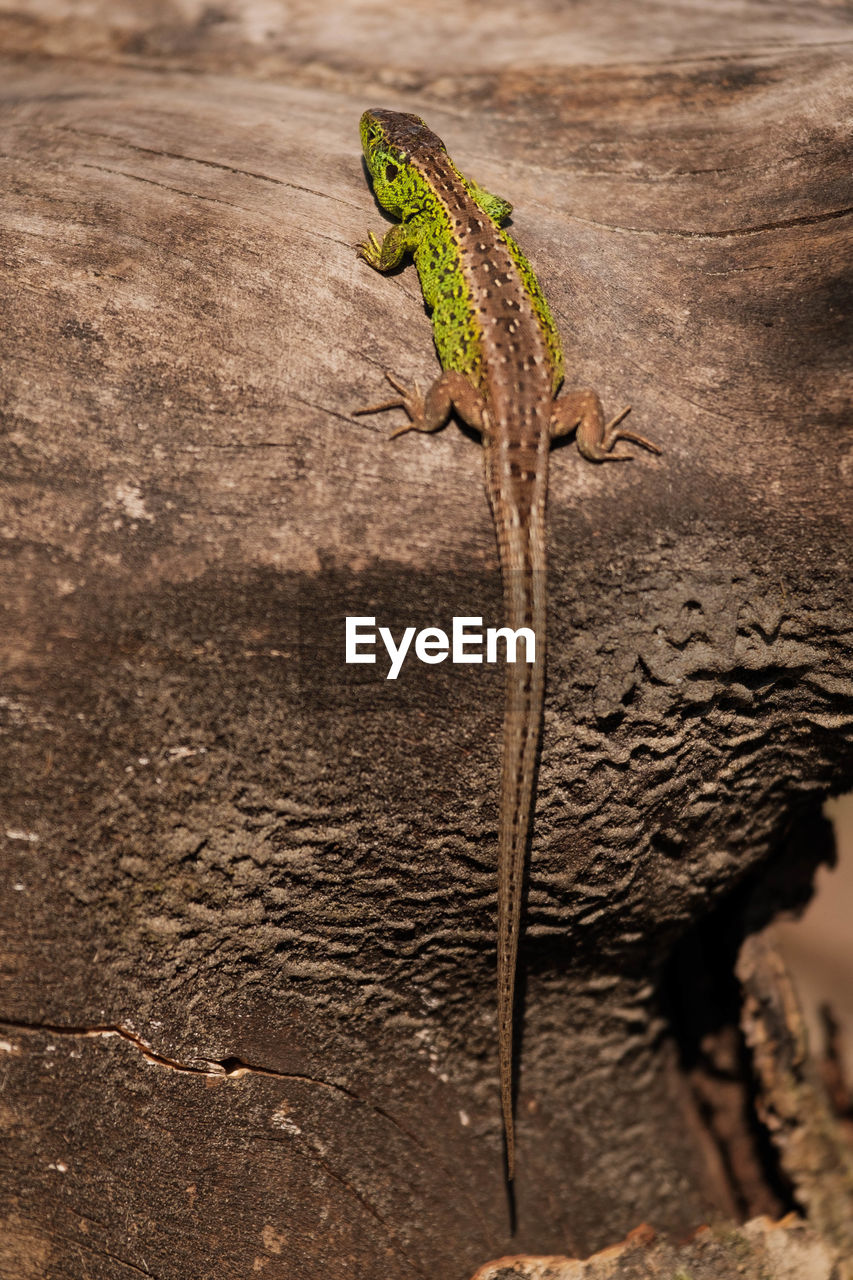 Close-up of lizard on tree trunk.