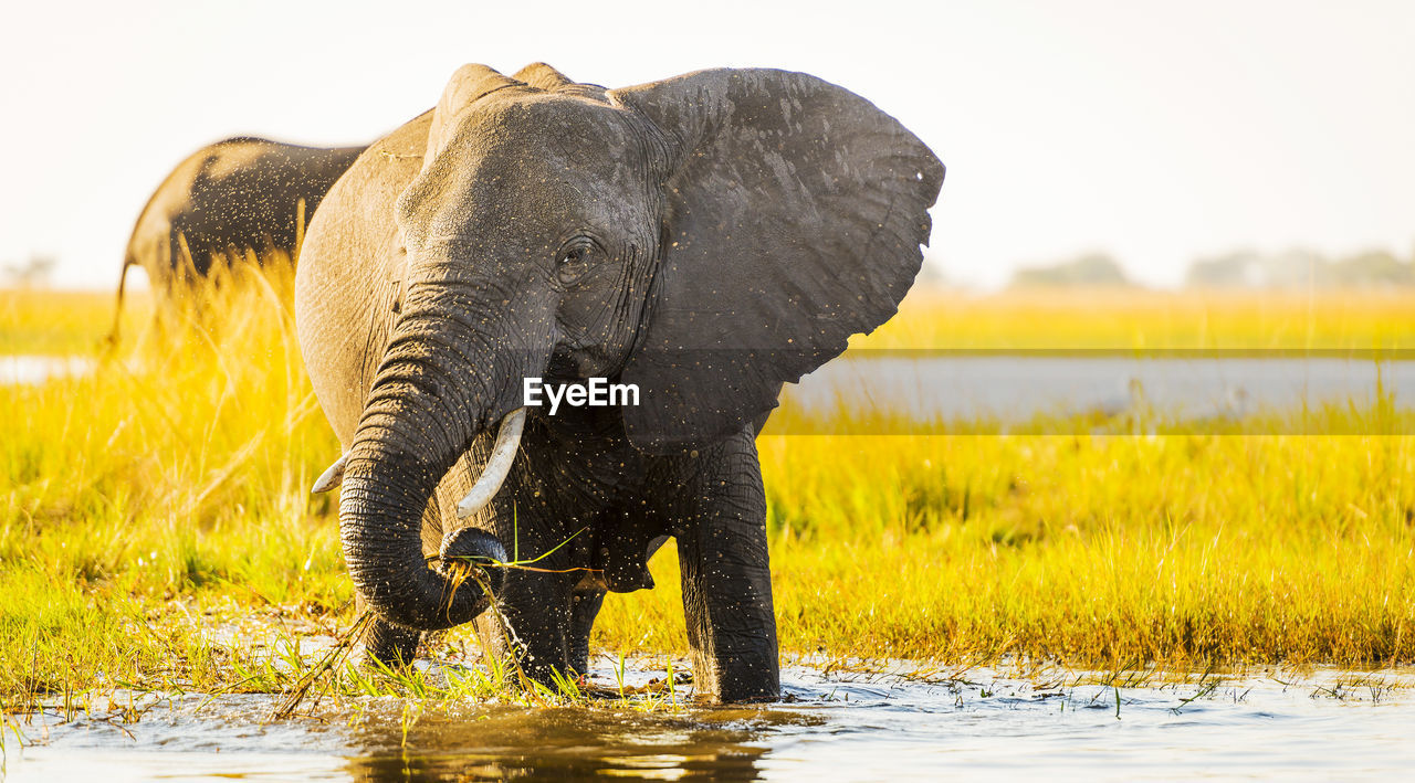 side view of elephant drinking water