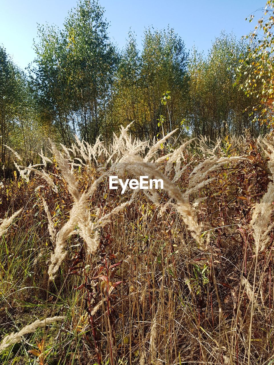 PLANTS GROWING ON LAND