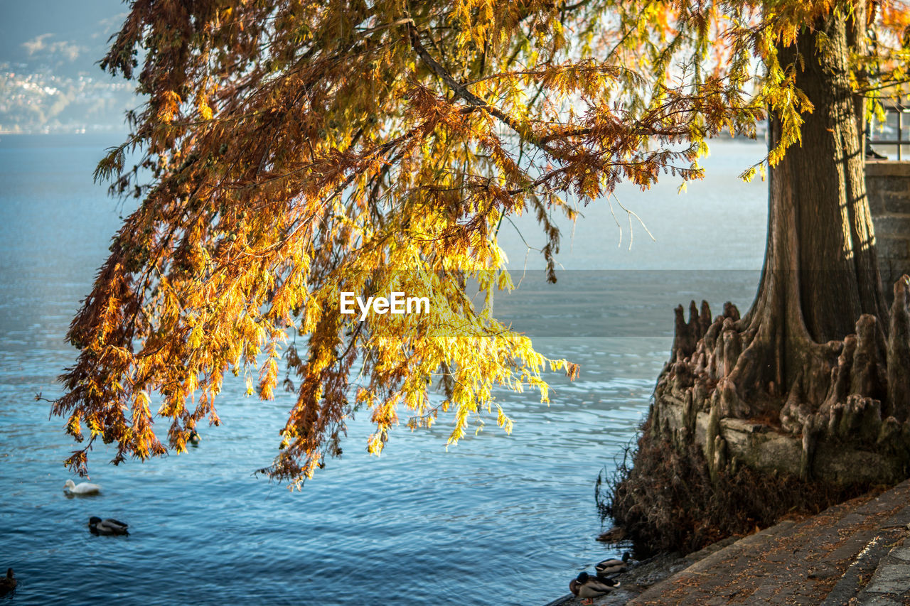 Scenic view of tree by lake against sky
