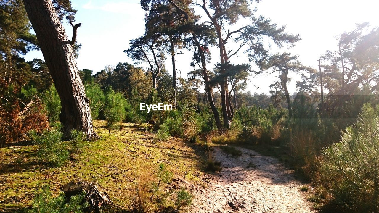 Trees growing on field against sky