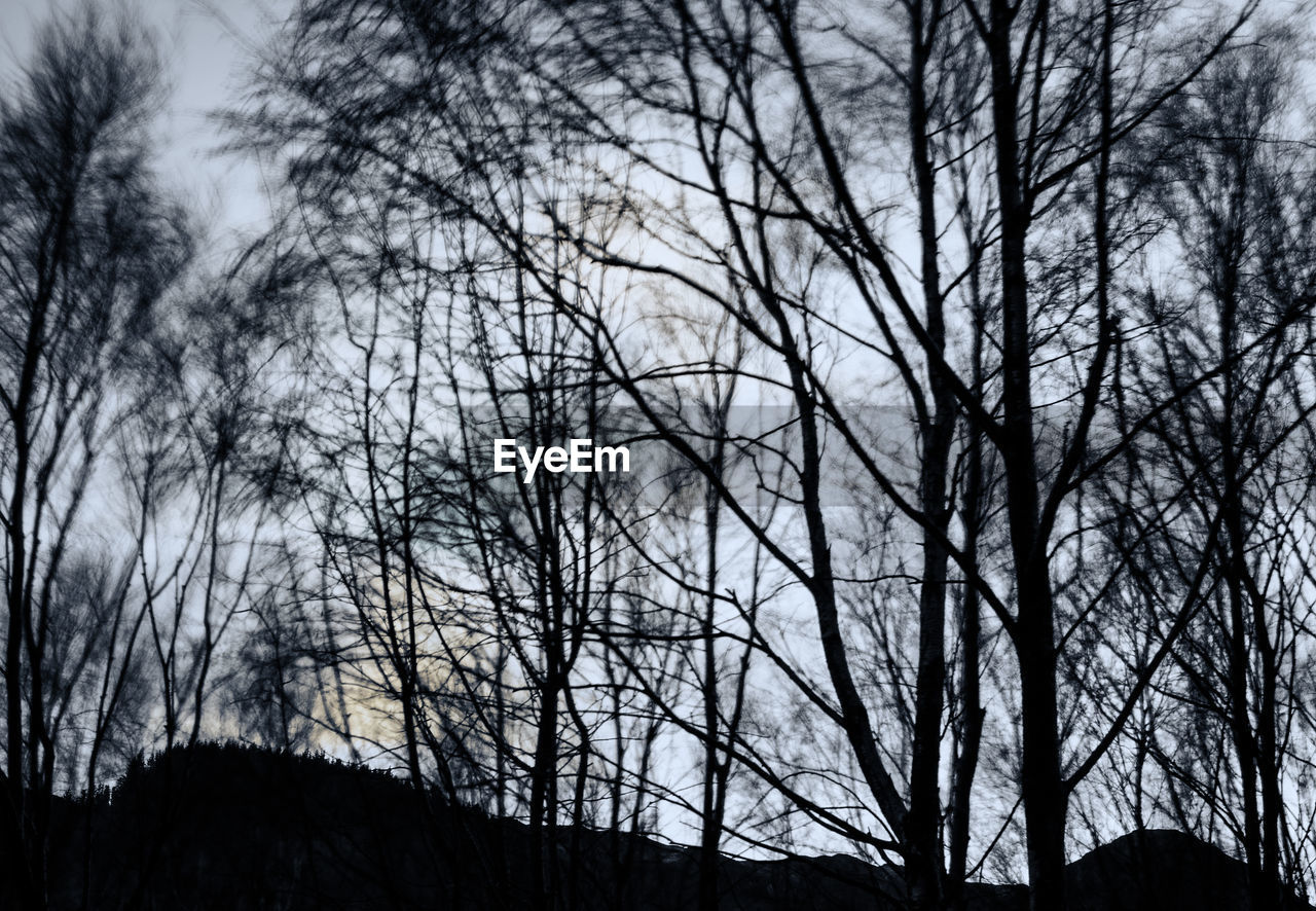 LOW ANGLE VIEW OF SILHOUETTE TREES AGAINST SKY