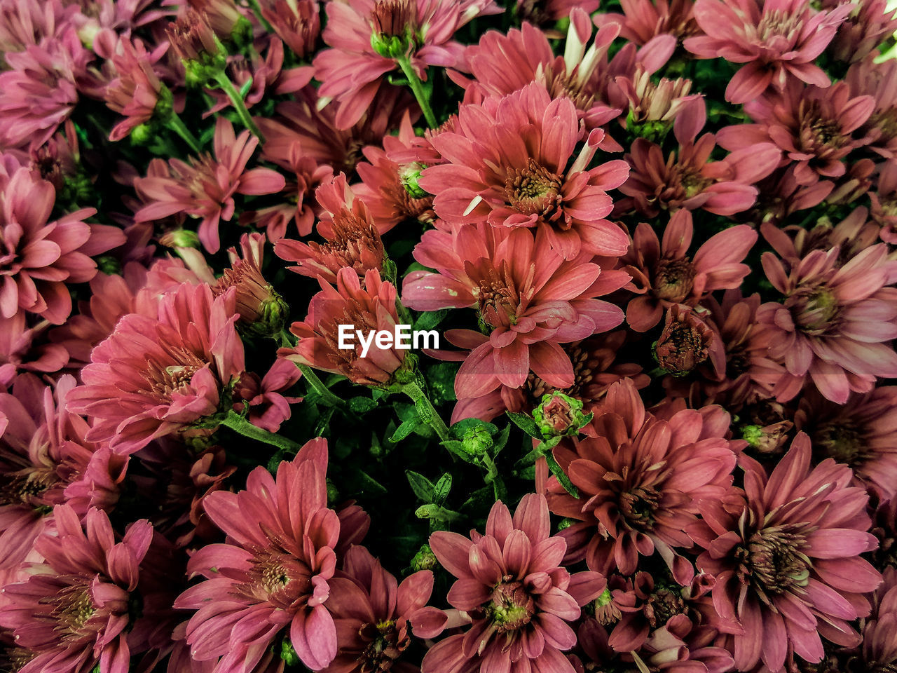 FULL FRAME SHOT OF PINK FLOWERING PLANT