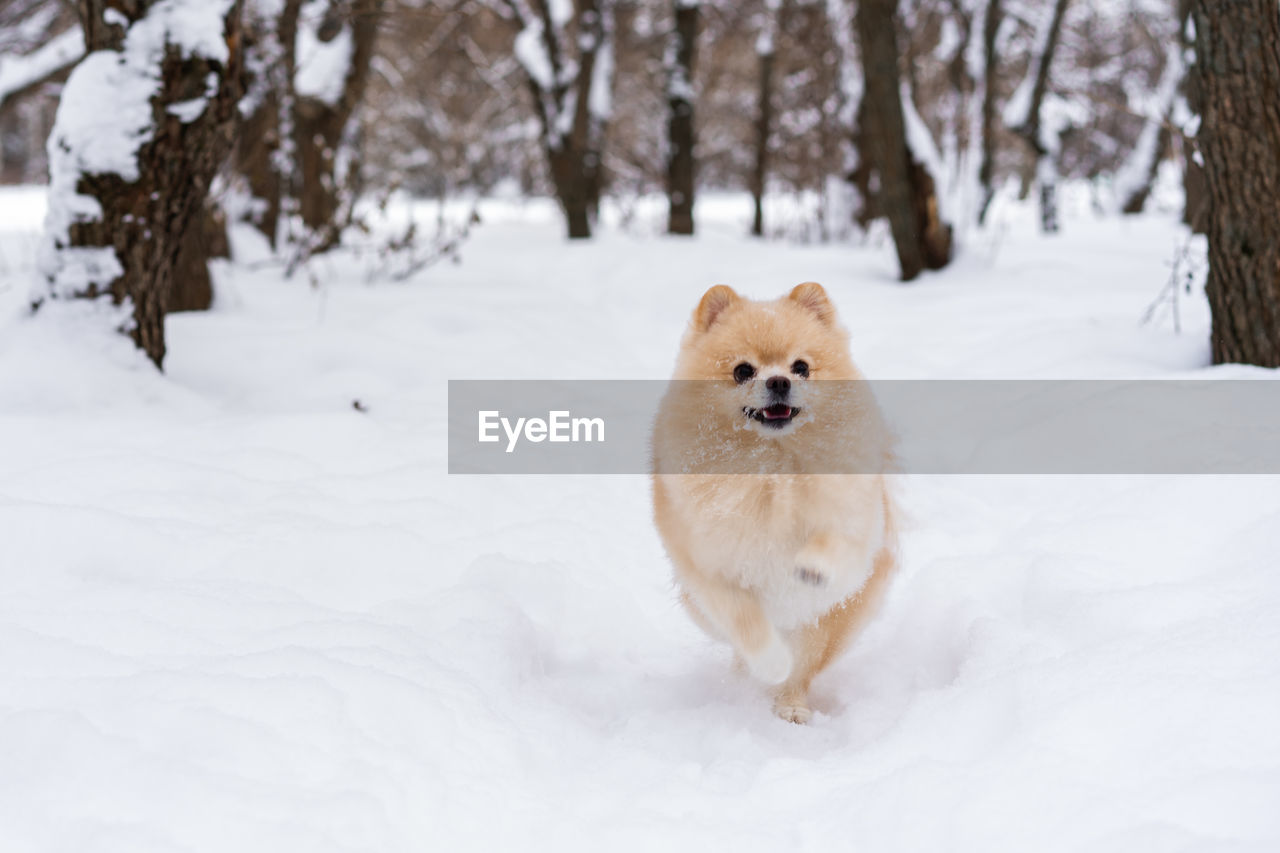 PORTRAIT OF DOG ON SNOW COVERED FIELD